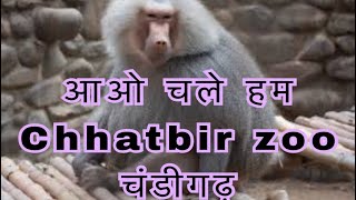 preview picture of video 'Lion safari and full view of chattbir zoo [[ zirakpur  near chandigard zoological park'