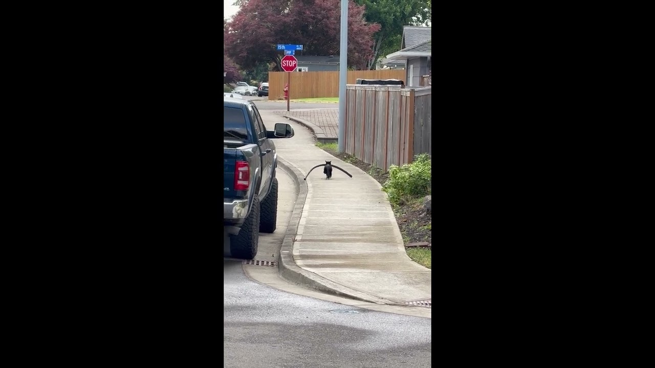 Pool Noodle Stolen by Neighbor Kitty || ViralHog