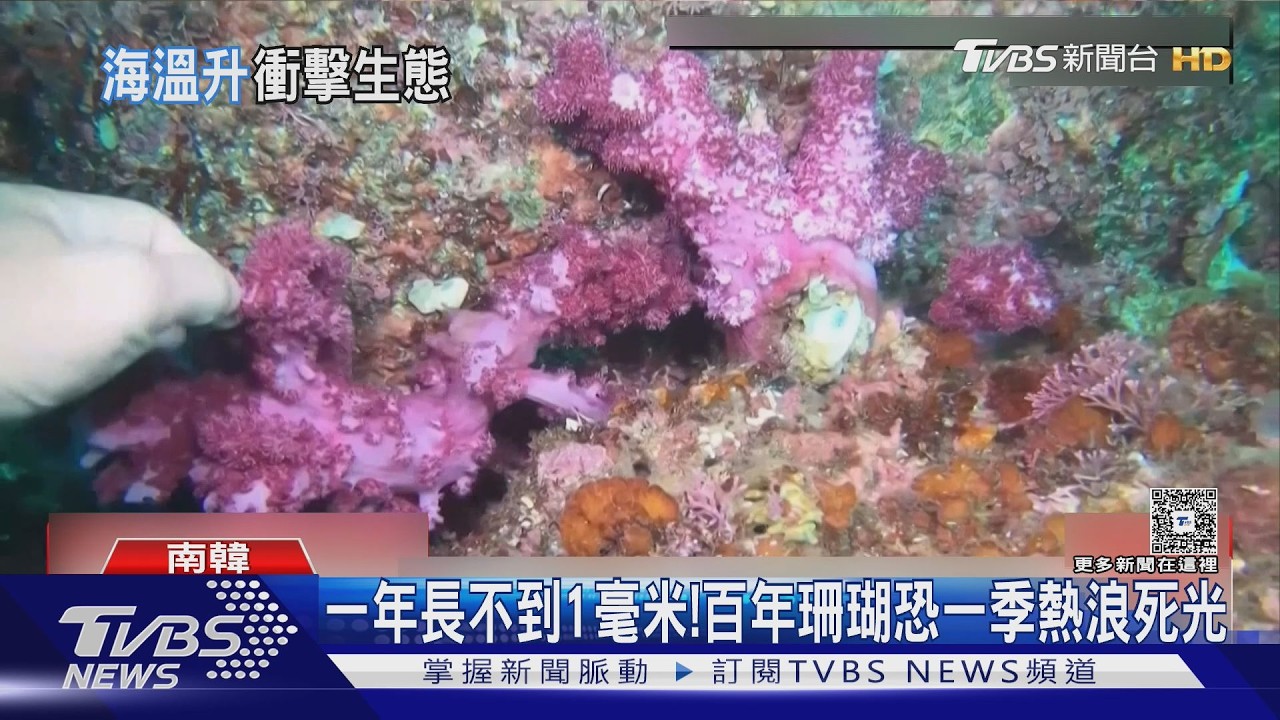 影音／聖嬰發威！高溫重創珊瑚生態　濟州島「世界遺產海域」美景恐消失