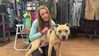 Video preview image #1 American Staffordshire Terrier-Unknown Mix Puppy For Sale in Spring Lake, NJ, USA