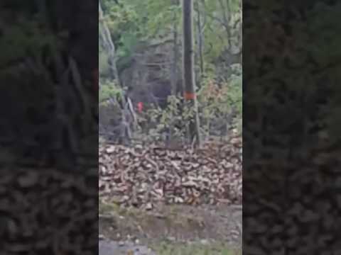 Savall 1500 parte terza