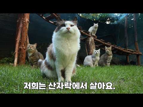 반딧불이를 만난 동화 같은 산골 고양이들의 하루.