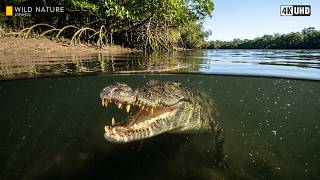 AUSTRALIA - Sobrevivientes del Fin del Mundo | Documental Animal