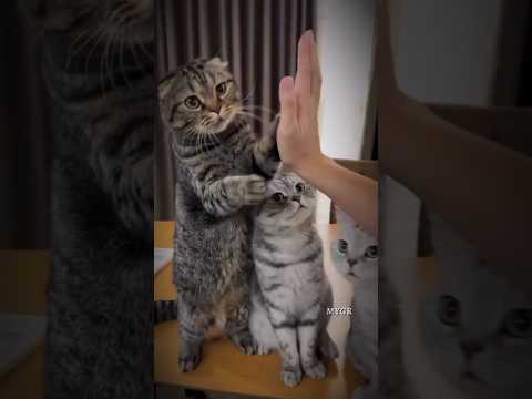 So funny cute cats 😻#cutecatlovers #trending #🐈‍⬛🐈♥️♥️