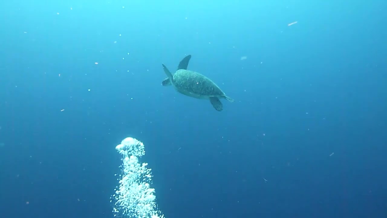 Turtle 2