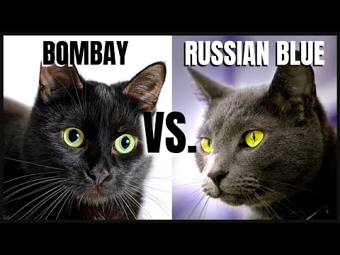 Bombay Cat VS. Russian Blue Cat
