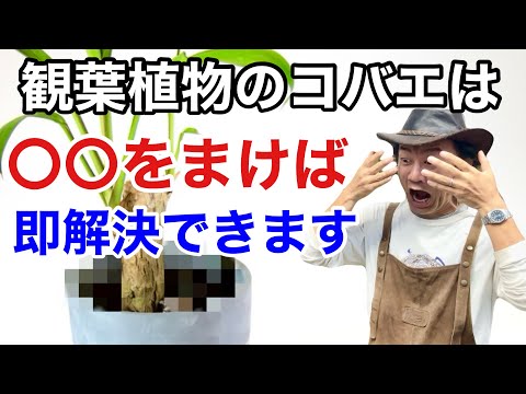 園芸 クルビーコーレセント