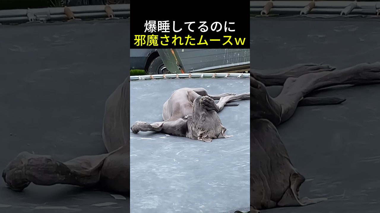 休んでるのに邪魔されたわんこの反応ｗ