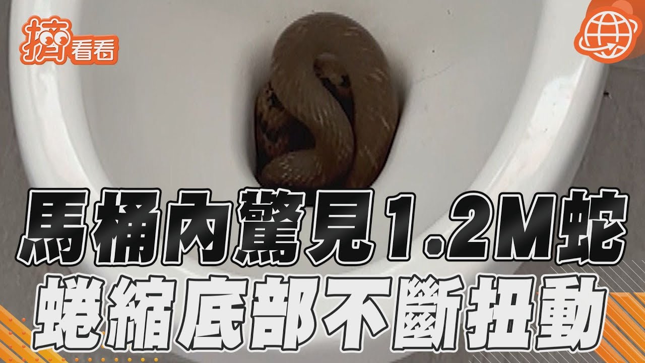 影音／不是便便！泰國1.2米長蛇藏身民宅馬桶內　蜷縮底部不斷扭動