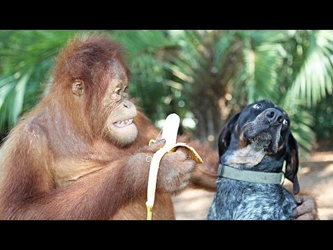Fou, un chien adopté comme animal de compagnie par un orang-outan !
