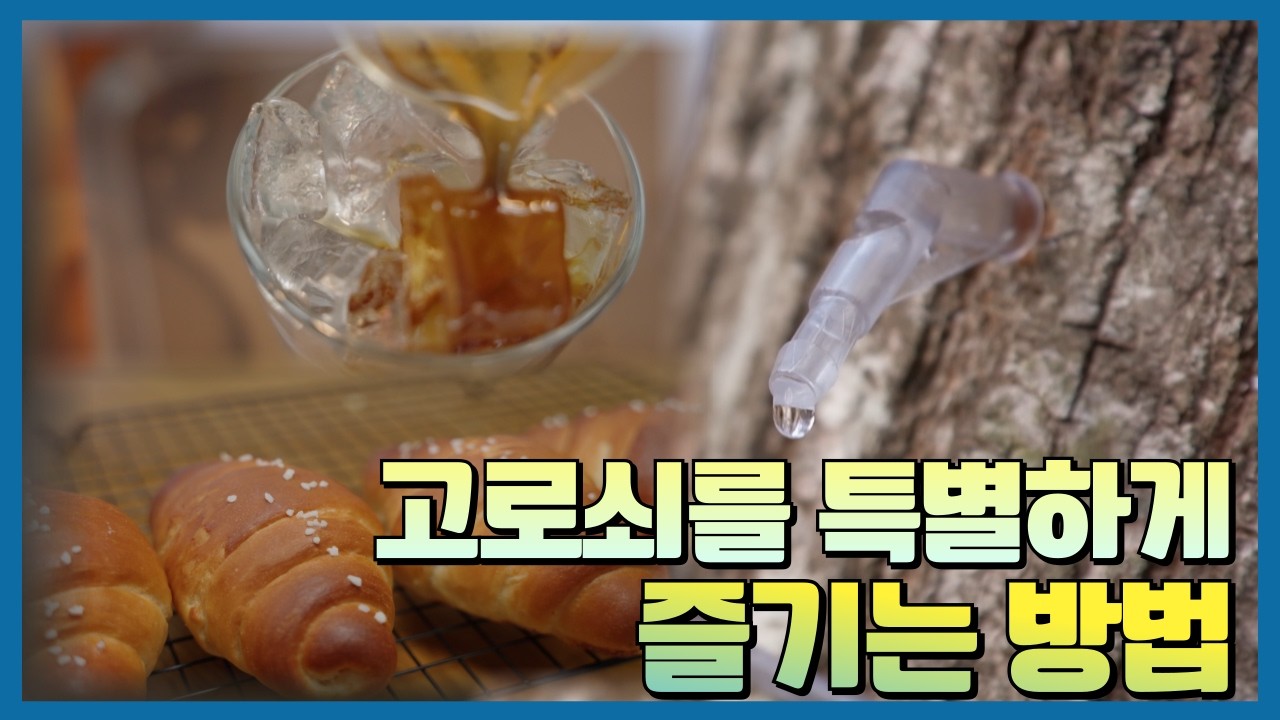 [강원365] 고로쇠를 특별하게 즐기는 방법