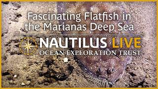 Fascinating Flatfish in the Mariana Deep-Sea | Nautilus Live