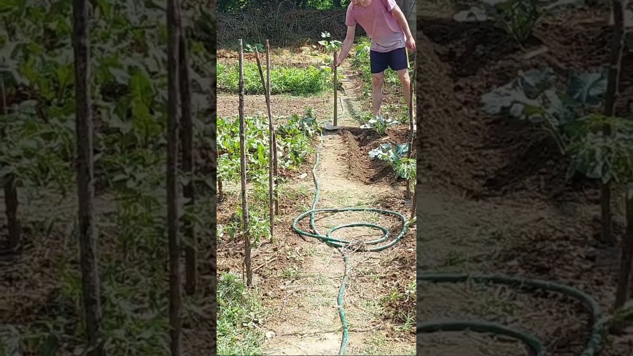 | Vegetable Garden Layout | Garden Transformation | Garden Design | Garden Planning