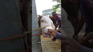 Download lagu Punching a Hole in a Cow's Nose!!! mp3