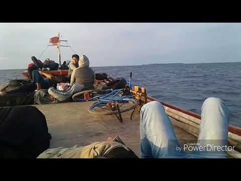 Gambus ende flores