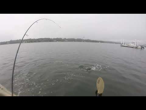 Big Guy In a Little Boat: Inshore Schoolie Swarm