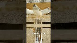 מתחם הפינקים שלנו מתארגן לחופשת הקיץ #ציפורים #פינקים #חיותמחמד