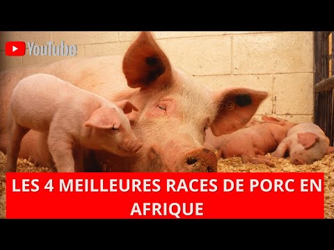 , title : 'Top 4 des meilleures races de porcs en Afrique'