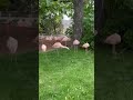 Chilean Flamingo