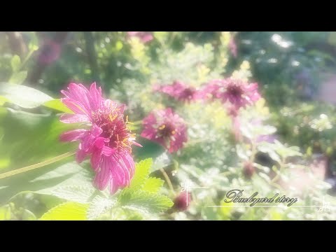 秋に植える球根はどれですか?春の庭を彩る6つの花たち！  庭園