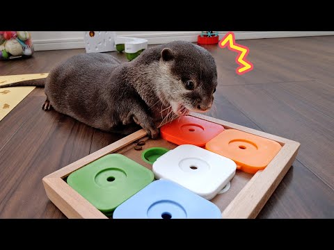 Puzzle to challenge otter Bingo&Belle’s brain and nose