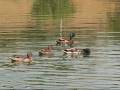 Hunting In Romania Wild Duck