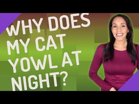 Why does my cat yowl at night?