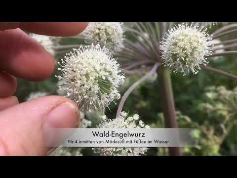 Wald-ENGELWURZ | verschiedene Exemplare ausgiebig bewundernd | Christoph Pollak
