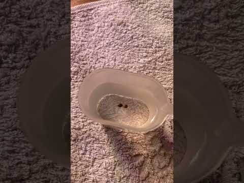 Начало цикла, как замачивать семена, Конопля, растаман, гровер, микрогровинг, о растениях.