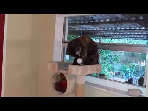 Zarina ketching the ball