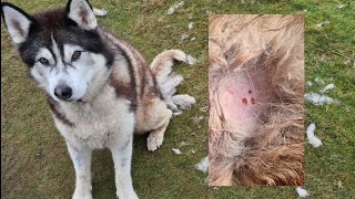 What&#39;s wrong with my Husky and why he&#39;s Losing his Hair