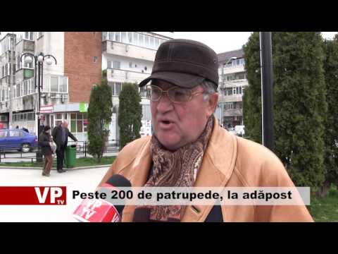 Peste 200 de patrupede, la adăpost