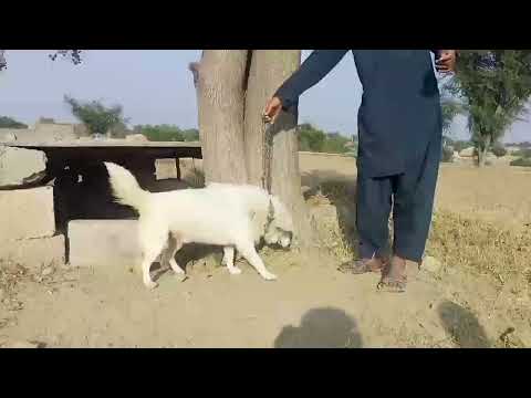 dog video | aashiq Noor