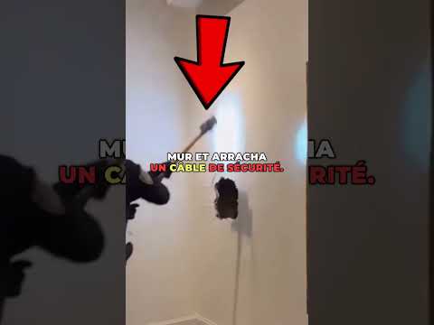 Le chien héros qui a déjoué un vol de musée