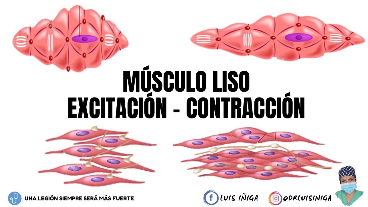 Fisiología: Músculo Liso | Generalidades y Mecanismo de Excitación-Contracción | Parte 1
