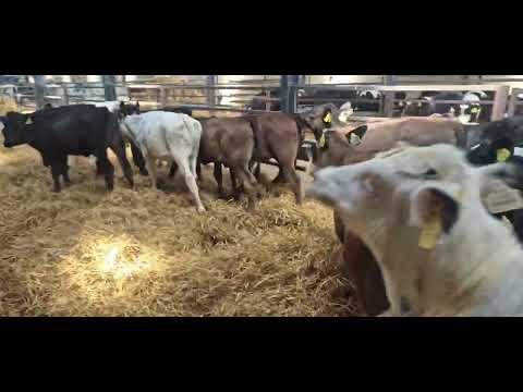 20 Quality Continental heifers for sale - Image 2