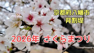 2026背割堤さくらまつり(0329)