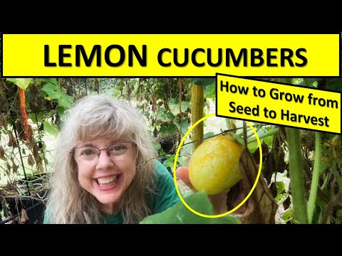 Grow THIS Cucumber! Lemon Cucumbers from Seed to Harvest