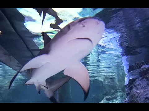 ツマグロ Blacktip reef shark（すみだ水族館）