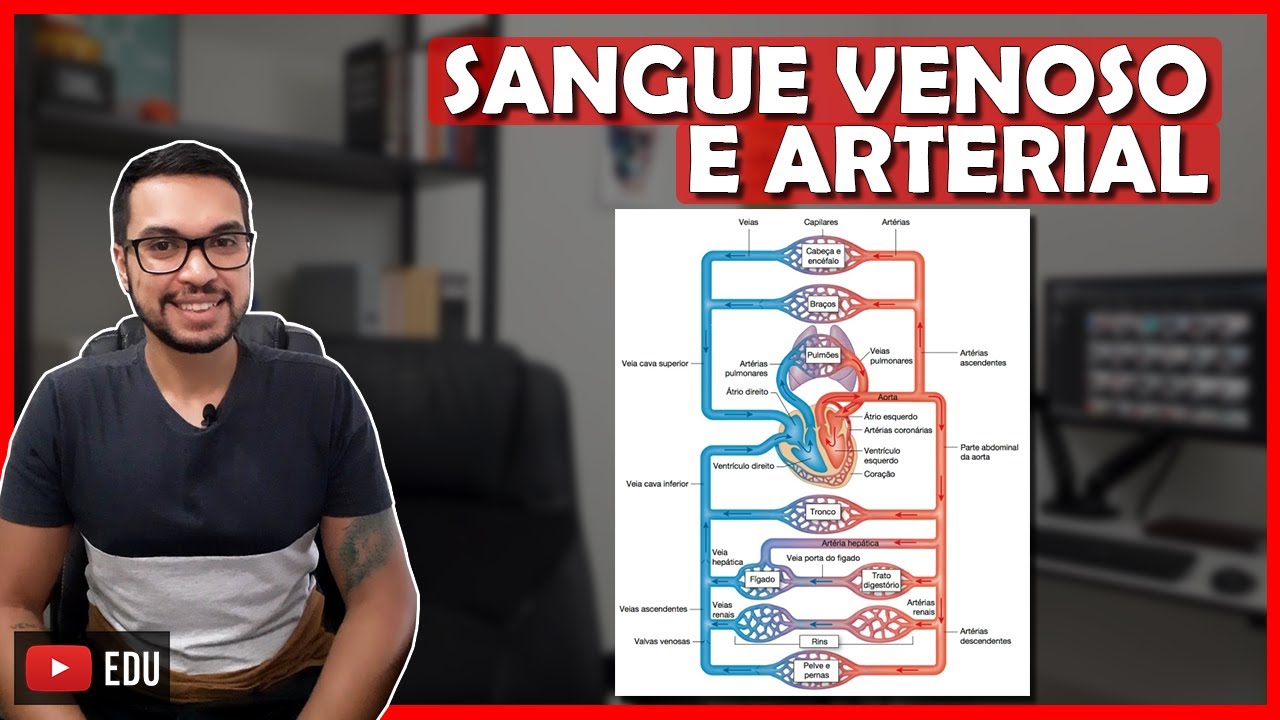 CIRCULAÇÃO SISTÊMICA E PULMONAR [Cardio 18]