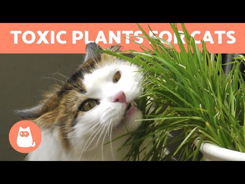 10 TOXIC PLANTS for CATS 🐱 ❌ 🌷 In the Home & Garden