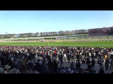 2015年菊花賞馬場入場前の京都競馬場客席
