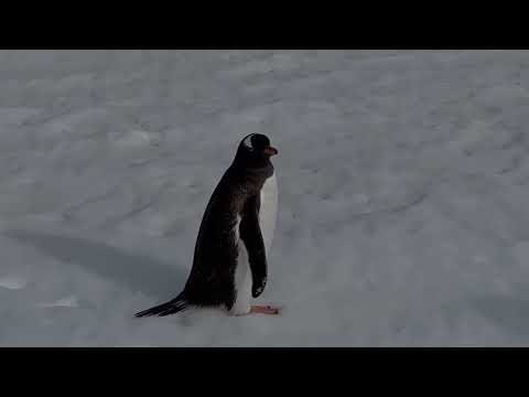 Trip 2022 Vlog: February 22 (Antarctica)