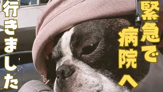 フレブルの近況報告