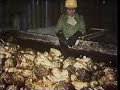 Sugar Beet Sesame Street