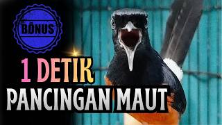 Download lagu KETREKAN KERAS MURAI BATU GACOR FULL ISIAN SANGAT AMPUH  MEMANCING EMOSI MURAI BATU mp3