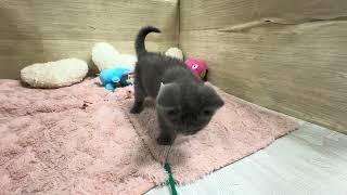 ブリティッシュショートヘアの動画01