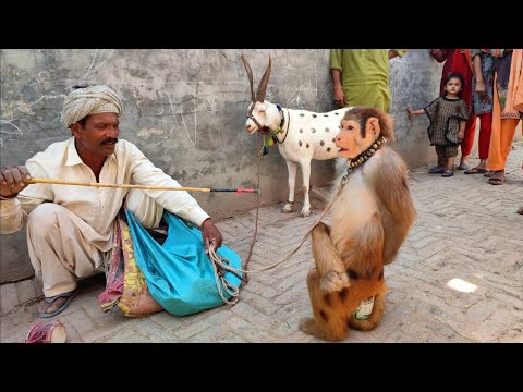 Bandar ka khel | Bandar ka tamasha | बंदर का खेल | monkey full drama | monkey funny video