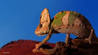 Experience Smarter QNED Viewing | LG TV