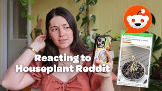HOUSEPLANT REDDIT | dead plants, beautiful plants, and the ultimate spidermite takeover